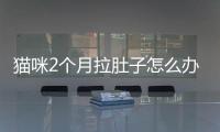 貓咪2個月拉肚子怎么辦啊？貓咪2個月拉肚子怎么辦呀