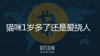 貓咪1歲多了還是愛撓人咬人怎么辦(貓咪1歲多了還是愛撓人咬人正常嗎)