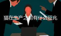 貓?jiān)谏a(chǎn)之前有什么征兆(貓生產(chǎn)前有什么征兆)