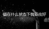 貓在什么狀態下做驅蟲好？貓在什么狀態下做驅蟲最好