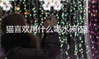 貓喜歡用什么喝水碗(貓喝水用什么容器好)
