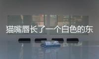 貓嘴唇長了一個白色的東西是怎么回事啊？貓的嘴唇上有個小白包