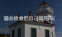 貓會挑食把自己餓死嗎(小貓吃多了一直叫)