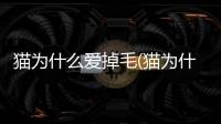 貓為什么愛掉毛(貓為什么愛掉毛的原因)
