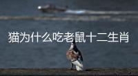 貓為什么吃老鼠十二生肖（貓為什么吃老鼠）