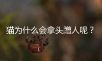 貓為什么會(huì)拿頭蹭人呢？貓為什么會(huì)拿頭蹭人腳
