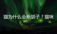 貓為什么會斷胡子？貓咪斷胡子該吃什么補充營養