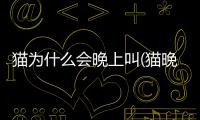 貓為什么會晚上叫(貓晚上突然一直叫喚為什么)