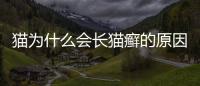 貓為什么會長貓癬的原因？貓為什么會長貓癬呢