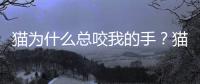 貓為什么總咬我的手？貓為什么總咬我衣服