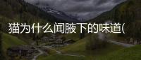 貓為什么聞腋下的味道(貓為什么會(huì)舔主人的腋下)
