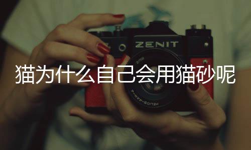 貓為什么自己會用貓砂呢？貓為什么自己會用貓砂盆