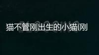 貓不管剛出生的小貓(剛出生的小貓?jiān)趺茨?