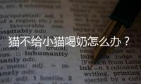 貓不給小貓喝奶怎么辦？貓不給小貓吃奶怎么辦