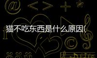 貓不吃東西是什么原因(貓不愛吃東西越來越瘦怎么辦)
