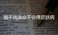 貓不洗澡會不會得皮膚病(小貓咪不洗澡會怎么樣)