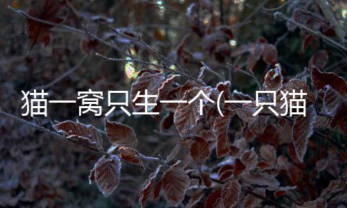 貓一窩只生一個(gè)(一只貓只生一只)