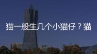 貓一般生幾個小貓仔？貓一般生幾個小貓正常
