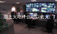 貓上火吃什么可以去火(貓上火了吃什么藥)
