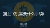 貓上飛機需要什么手續(貓上飛機托運要多少錢)