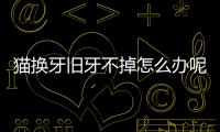 貓換牙舊牙不掉怎么辦呢？貓換牙舊牙沒掉怎么辦