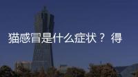 貓感冒是什么癥狀？ 得貓瘟有什么癥狀