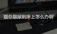 貓總?cè)瞿虻酱采显趺崔k啊(貓總是尿到床上怎么辦)