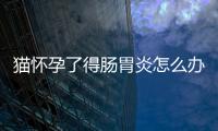 貓懷孕了得腸胃炎怎么辦？懷孕母貓腸胃炎吃什么藥