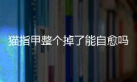 貓指甲整個掉了能自愈嗎(小貓的指甲掉了怎么辦)