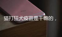 貓打狂犬疫苗是干嘛的，貓打狂犬疫苗有啥用