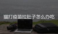貓打疫苗拉肚子怎么辦吃什么藥？貓咪打疫苗后拉肚子怎么辦