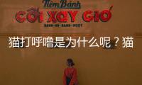 貓打呼嚕是為什么呢？貓打呼嚕為什么呀
