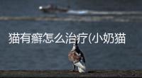 貓有癬怎么治療(小奶貓怎么喂養)
