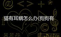 貓有耳螨怎么辦(狗狗有耳螨怎么辦)