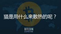 貓是用什么來散熱的呢？貓是用哪里散熱