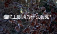 貓晚上眼睛為什么會亮?？貓晚上眼睛為什么會亮起來