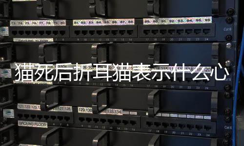 貓死后折耳貓表示什么心情？折耳貓死了埋哪里好