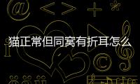 貓正常但同窩有折耳怎么辦？同一窩貓有折耳有立耳折耳貓發病率