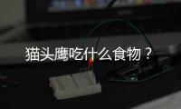 貓頭鷹吃什么食物？