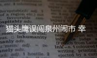 貓頭鷹誤闖泉州鬧市 幸得市民救助