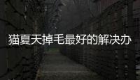 貓夏天掉毛最好的解決辦法(貓夏天不吃飯?jiān)趺崔k)