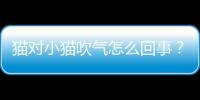 貓對小貓吹氣怎么回事？對小貓咪吹氣