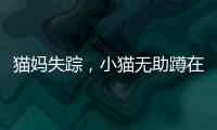 貓媽失蹤，小貓無助蹲在路邊，等待換不回母愛，這種小貓誰會要？