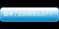 貓得了皮膚病怎么辦?？貓得了皮膚病怎么辦能治好嗎