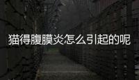 貓得腹膜炎怎么引起的呢？貓得了腹膜炎怎么辦