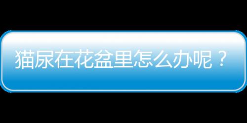 貓尿在花盆里怎么辦呢？貓尿在花盆里怎么補救
