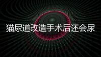 貓尿道改造手術(shù)后還會(huì)尿閉嗎(導(dǎo)尿造瘺手術(shù)做了那尿道還是漏)