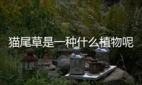 貓尾草是一種什么植物呢 貓尾草的作用有什么呢