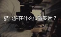 貓心臟在什么位置圖片？貓心臟在哪里圖解