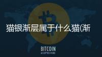 貓銀漸層屬于什么貓(漸層屬于什么品種的貓)